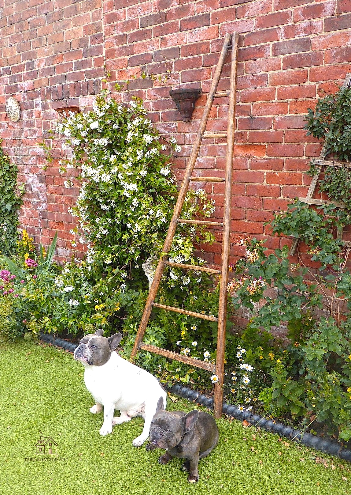 A Vintage Ladder Trellis